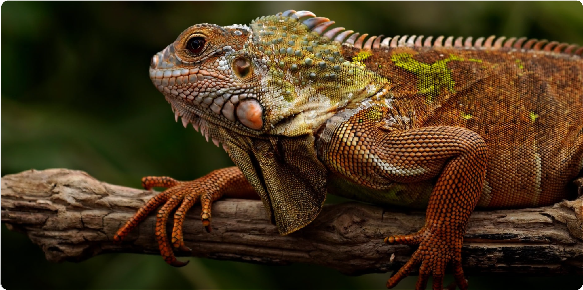 Close-up wildlife image captured by CineView Master 4K II